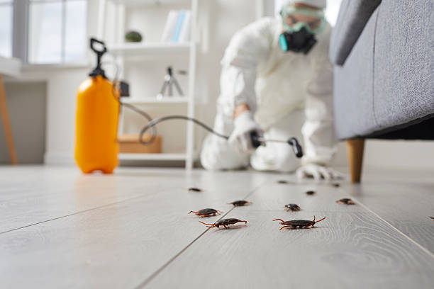 Commercial Rodent Management in Bay Pines